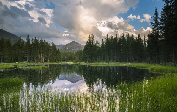 Картинка лес, горы, озеро, отражение, спокойствие, Калифорния, США
