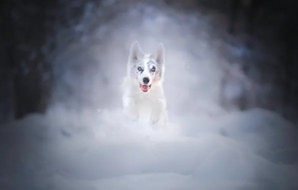 Картинка зима, снег, собака, бег, сугробы, щенок, прогулка, боке