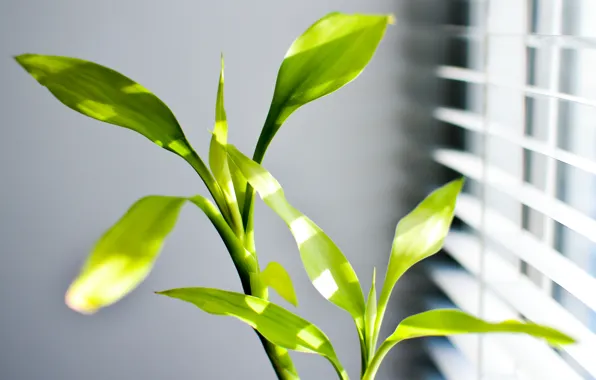 Листья, солнце, green, sun, leaf, драцена, dracaena