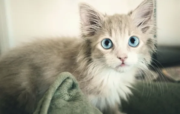 Картинка кошка, серый, голубой