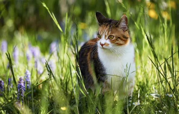 Картинка кошка, лето, трава, взгляд, морда, свет, цветы, природа