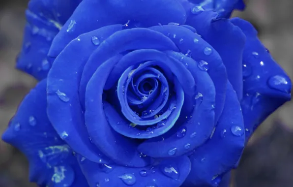 Картинка капельки, Роза, синяя