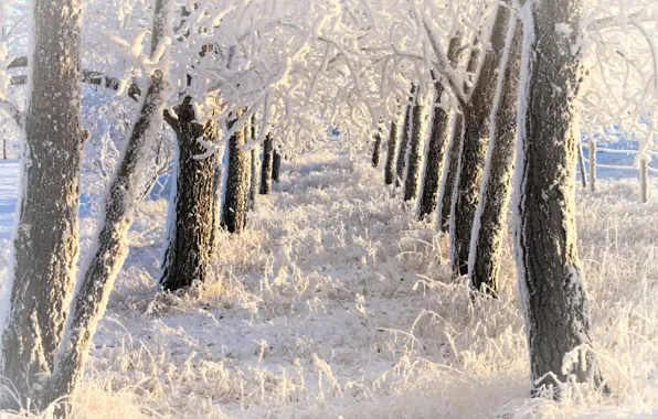 Зима, иней, снег, деревья