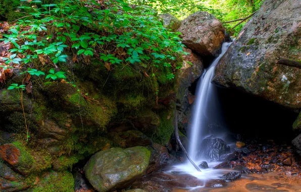 Лес, деревья, ручей, камни, водопад