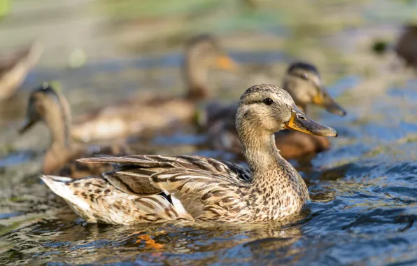 Water, feathers, birds, ducks
