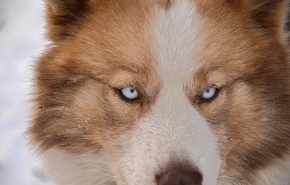 Глаза, снег, друг, собака, хаски, dog, eye, husky