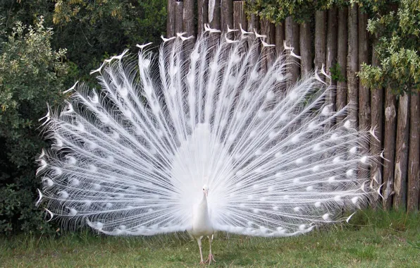 Bird, peacock, barben., paon