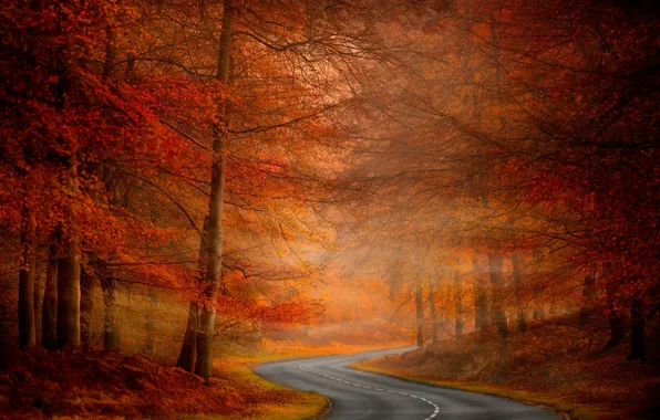 Картинка дорога, осень, деревья, природа