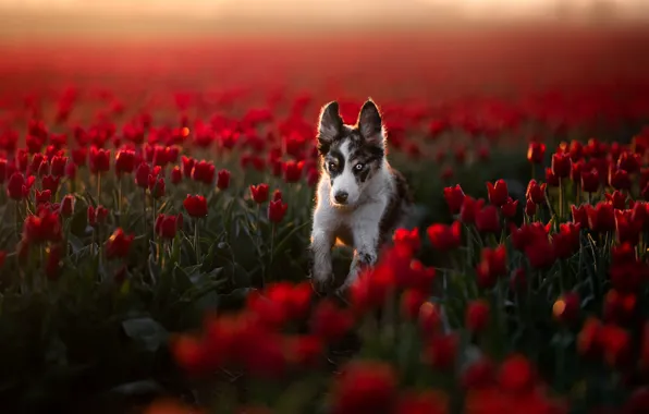 Взгляд, свет, цветы, природа, поза, собака, бег, тюльпаны