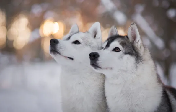 Картинка зима, лес, собаки, глаза, взгляд, свет, снег, блики