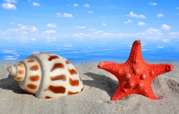Картинка песок, море, макро, природа, ракушка, морская звезда