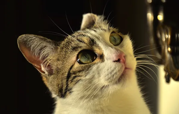 Картинка кошка, кот, взгляд, морда, свет, комната, портрет, зеленые глаза