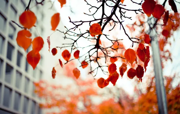Осень, листья, ветки, красные