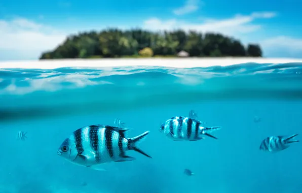 Рыбы, океан, остров, Мальдивы, лагуна, под водой, Maldives, Mnemba island