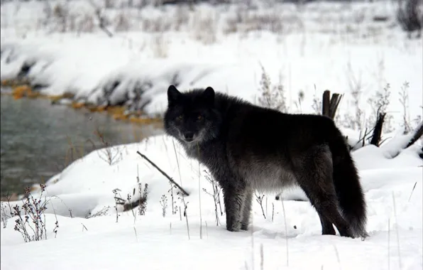 Картинка nature, predator, animal, wolf, wildlife, portrait, portrait., Canis lupus. face