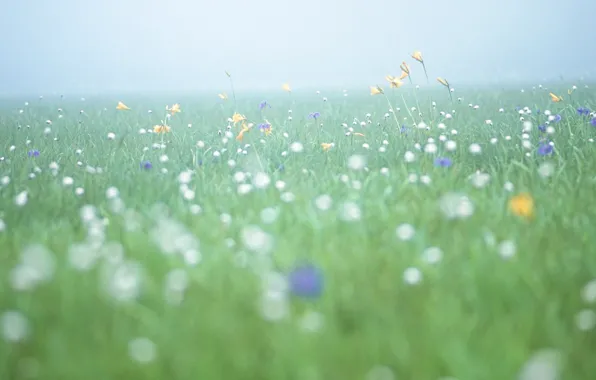 Поле, цветы, свежесть, туман, утро