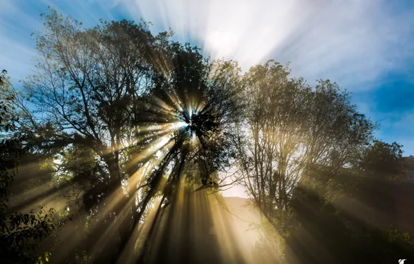 Картинка солнце, лучи, природа, дерево, весна, Апрель, By © Graziano Rinna