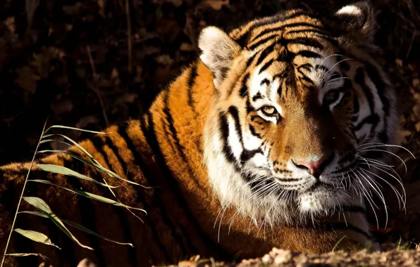 Картинка взгляд, морда, тигр, лежит, tiger, panthera tigris