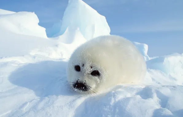 Картинка снег, мех, seal, Тюлень