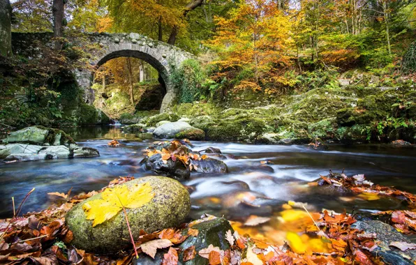 Осень, лес, листья, мост, река, Северная Ирландия, Northern Ireland, Река Шимна
