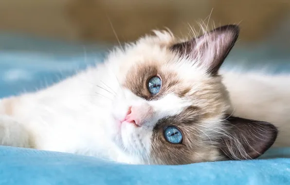Кошка, котенок, портрет, голубые глаза, рэгдолл