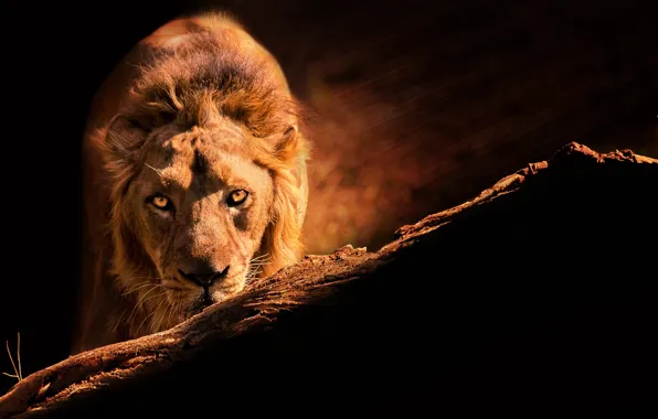 Картинка взгляд, лев, царь зверей