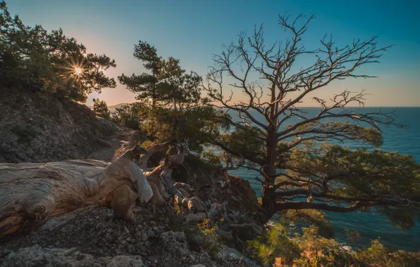 Картинка море, солнце, лучи, деревья, пейзаж, природа, скалы, сосны