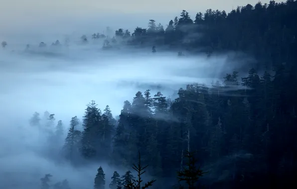 Картинка Редвуд, туман, деревья, Калифорния, лес, США