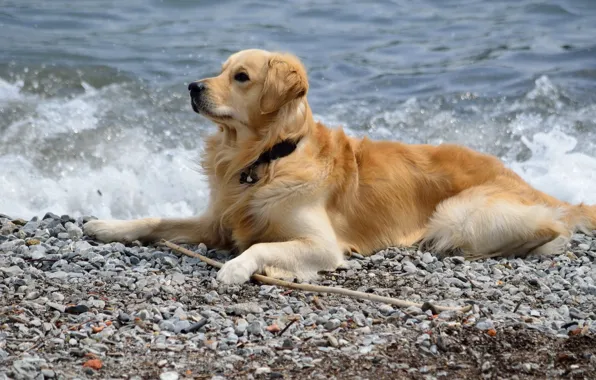 Картинка море, друг, собака