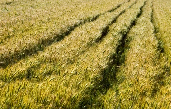 Следы, колоски, пшеничное поле, вдаль, подмятые.