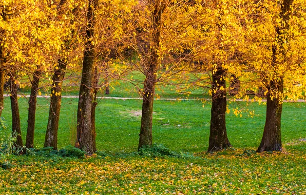 Осень, трава, листья, деревья, парк