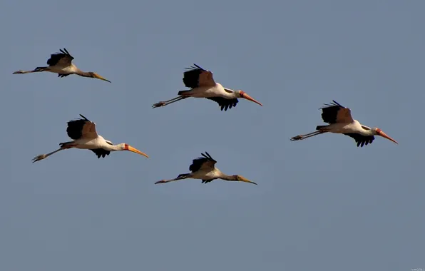 Animals, bird, cute