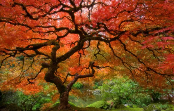 Осень, листья, красный, Дерево