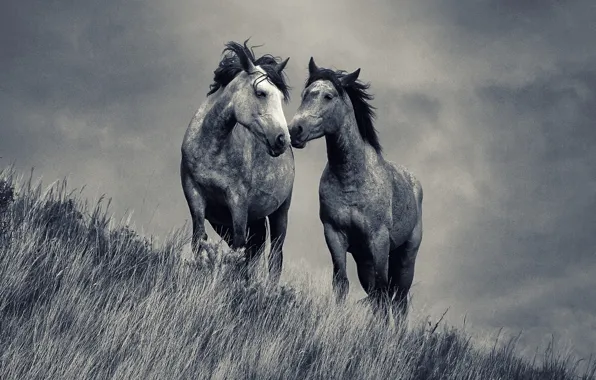 Love, grass, field, horses, couple