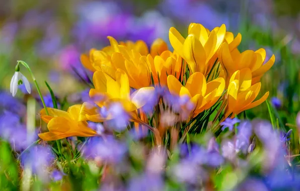Картинка цветы, поляна, весна, желтые, крокусы, боке