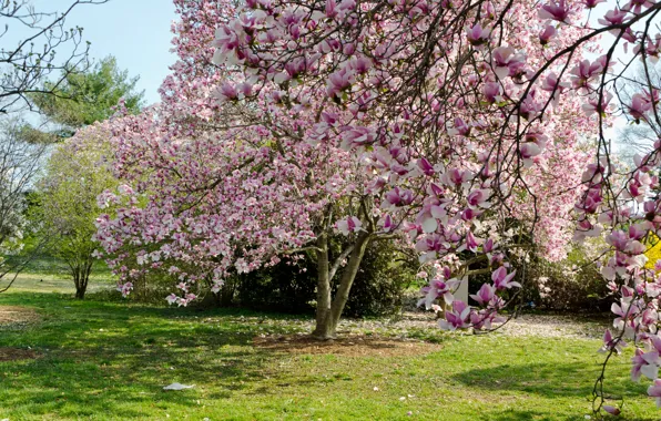 Картинка деревья, ветки, природа, весна, Nature, цветение, trees, blossom