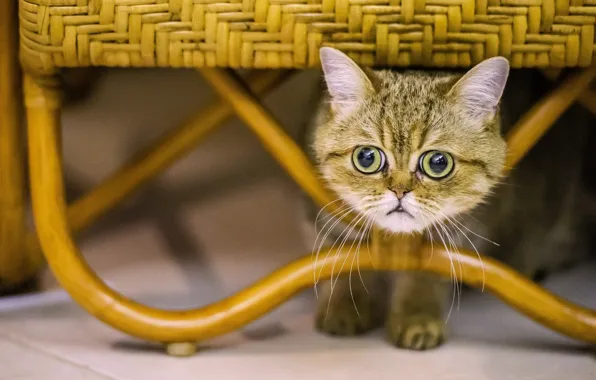 Картинка мордочка, плетеная мебель, полосатый котёнок