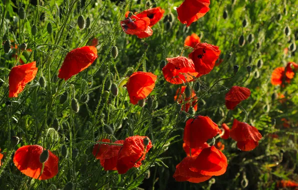 Red, flower, poppy
