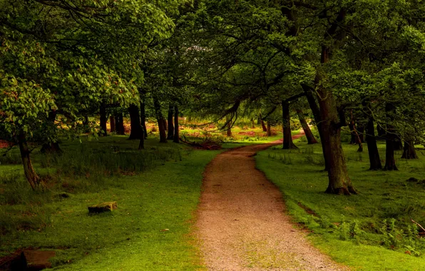 Картинка зелень, лес, трава, деревья, парк, Великобритания, тропинка, Peak District National Park