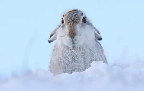 Картинка взгляд, снег, заяц, мордашка