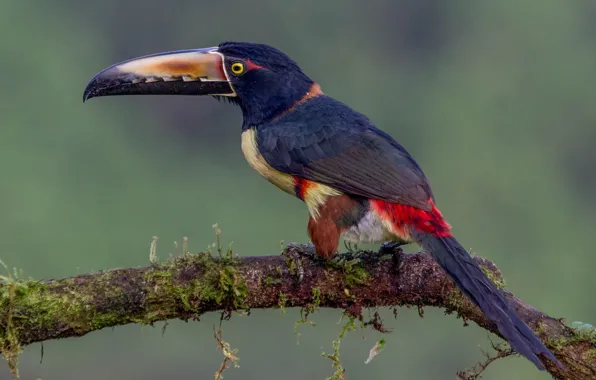 Картинка Collared Aracari, aracari, Aracari bird standing on tree branch