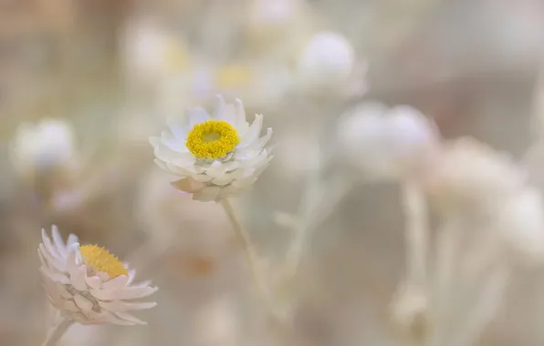 Макро, цветы, природа