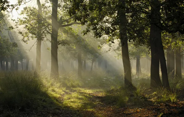 Картинка лес, солнце, лучи, свет, деревья, природа