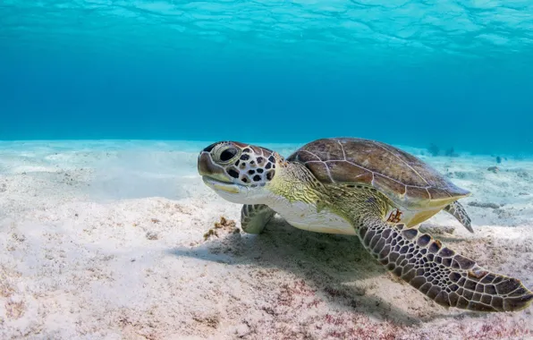 Картинка море, вода, фон, черепаха, подводный мир, морская черепаха, на дне