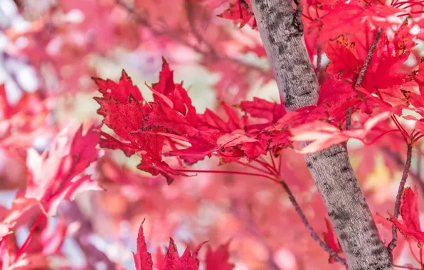 Осень, листья, красный, дерево, клён