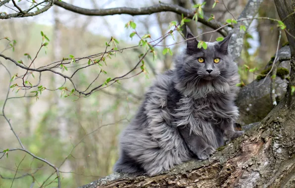 Кошка, кот, взгляд, морда, ветки, природа, серый, дерево