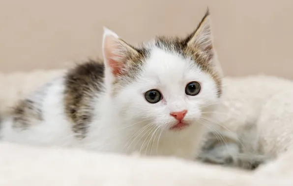 Кошка, белый, взгляд, котенок, фон, портрет, малыш, лежит
