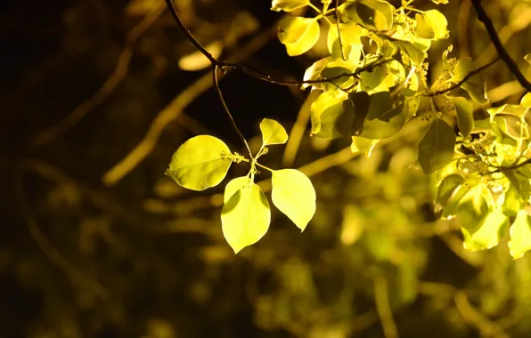 Картинка листья, макро, деревья, желтый, фон, дерево, widescreen, обои