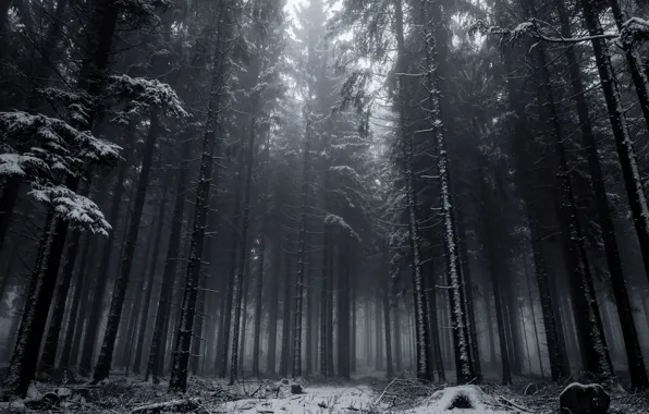 Зима, лес, снег, деревья, природа, Германия, Germany