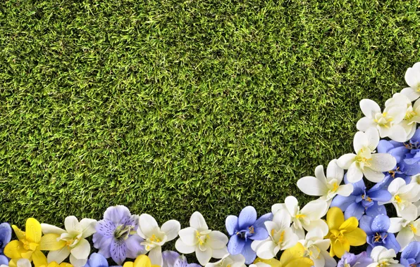 Цветы, газон, весна, grass, травка, flowers, spring, lawn